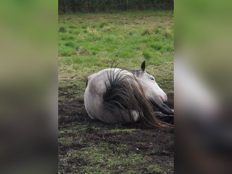 Paint Horse Stute 6 Jahre 150 cm Schimmel in Treuenbrietzen