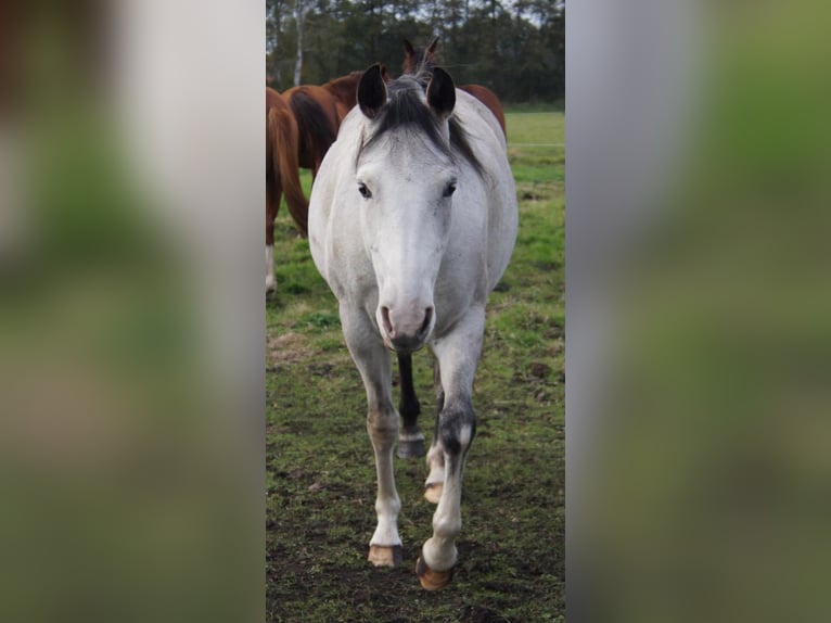 Paint Horse Stute 6 Jahre 150 cm Schimmel in Treuenbrietzen