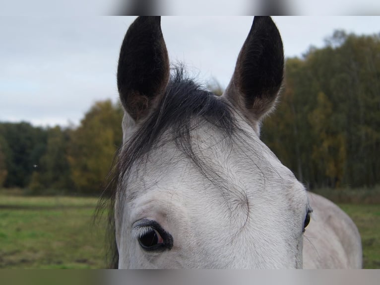 Paint Horse Stute 6 Jahre 150 cm Schimmel in Treuenbrietzen
