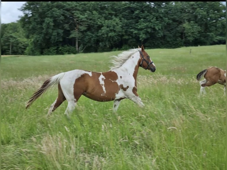 Paint Horse Stute 6 Jahre 150 cm Tobiano-alle-Farben in Wielen