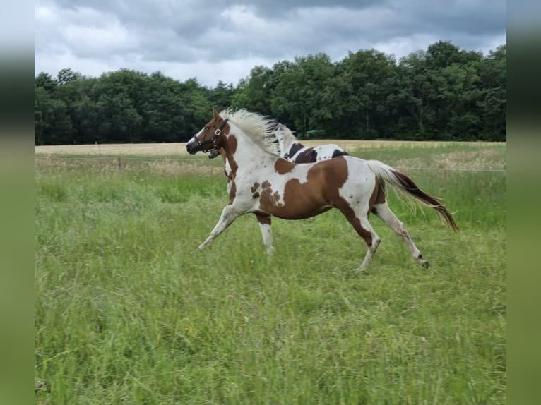 Paint Horse Stute 6 Jahre 150 cm Tobiano-alle-Farben in Wielen