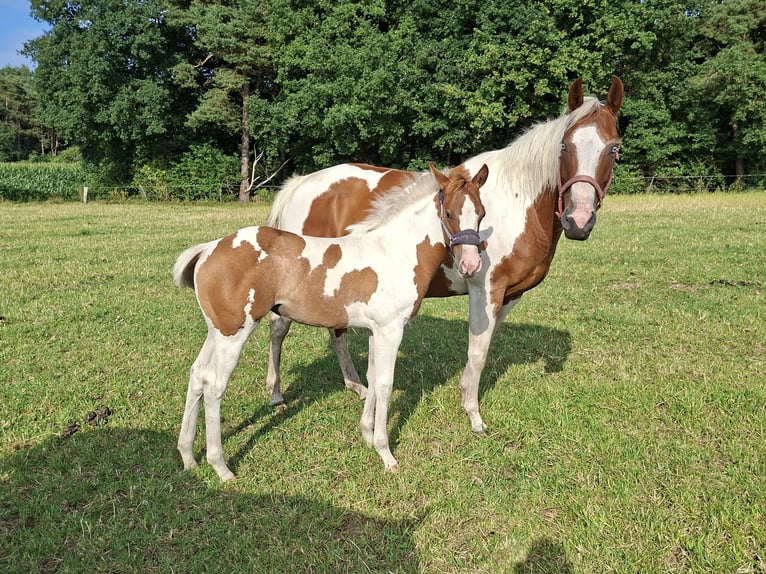 Paint Horse Stute 6 Jahre 150 cm Tobiano-alle-Farben in Wielen