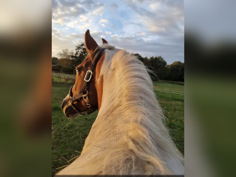 Paint Horse Stute 6 Jahre 150 cm Tobiano-alle-Farben in Wielen