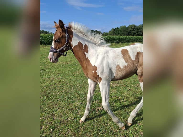 Paint Horse Stute 6 Jahre 150 cm Tobiano-alle-Farben in Wielen