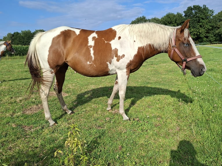 Paint Horse Stute 6 Jahre 150 cm Tobiano-alle-Farben in Wielen