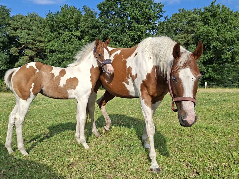Paint Horse Stute 6 Jahre 150 cm Tobiano-alle-Farben in Wielen
