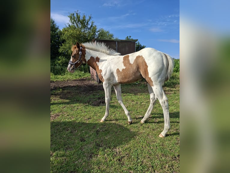 Paint Horse Stute 6 Jahre 150 cm Tobiano-alle-Farben in Wielen