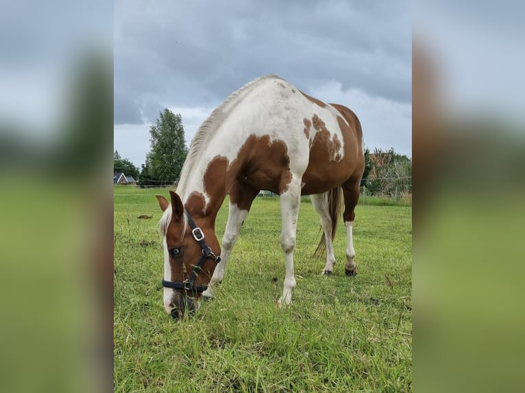 Paint Horse Stute 6 Jahre 150 cm Tobiano-alle-Farben in Wielen