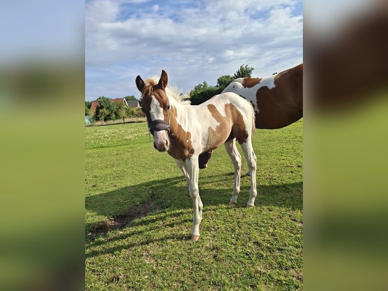 Paint Horse Stute 6 Jahre 150 cm Tobiano-alle-Farben in Wielen