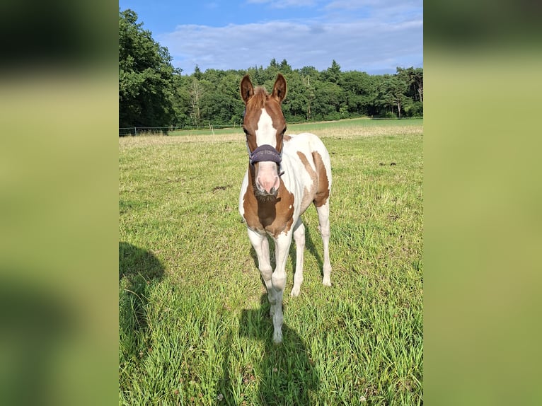 Paint Horse Stute 6 Jahre 150 cm Tobiano-alle-Farben in Wielen