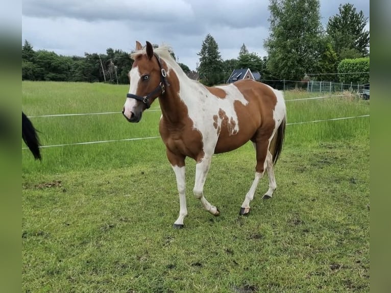 Paint Horse Stute 6 Jahre 150 cm Tobiano-alle-Farben in Wielen