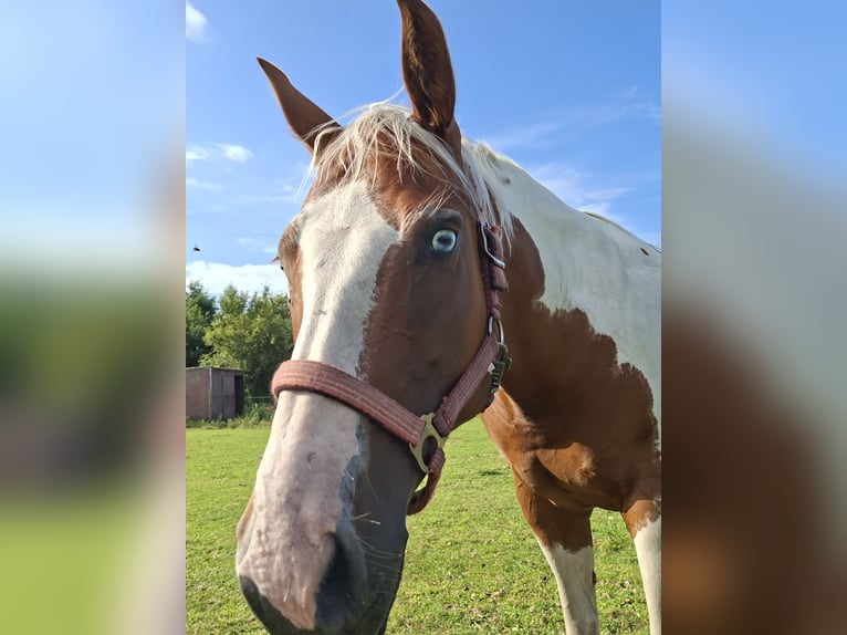 Paint Horse Stute 6 Jahre 150 cm Tobiano-alle-Farben in Wielen