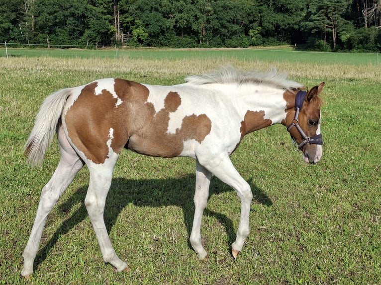 Paint Horse Stute 6 Jahre 150 cm Tobiano-alle-Farben in Wielen
