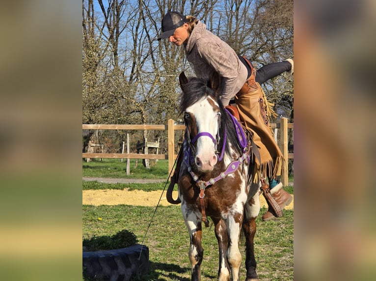 Paint Horse Stute 6 Jahre 151 cm Schecke in Linkenbach