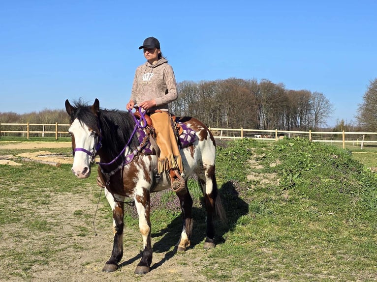 Paint Horse Stute 6 Jahre 151 cm Schecke in Linkenbach