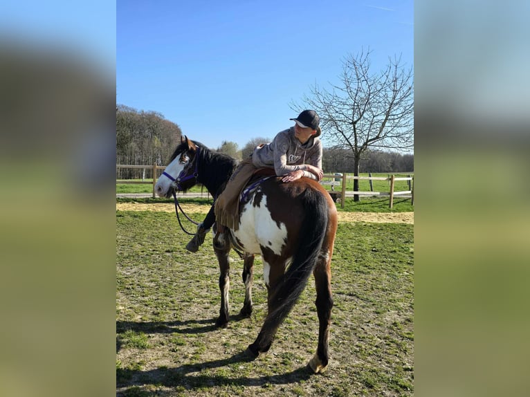 Paint Horse Stute 6 Jahre 151 cm Schecke in Linkenbach