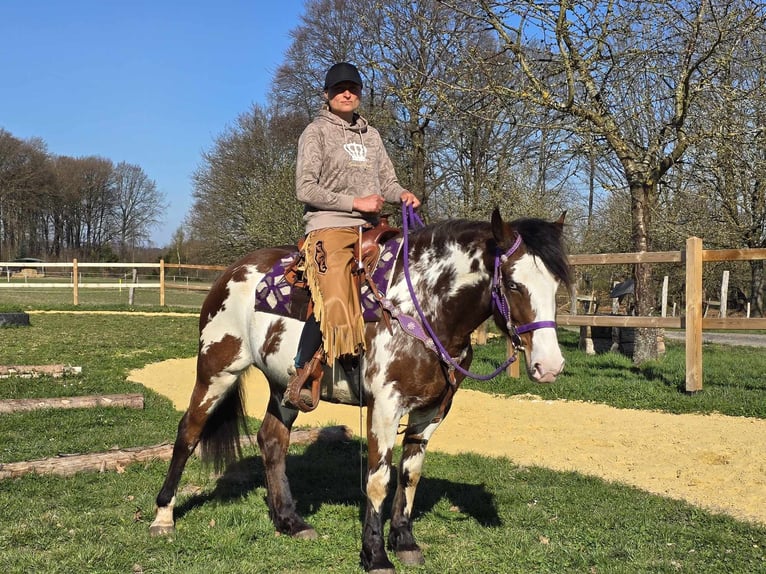Paint Horse Stute 6 Jahre 151 cm Schecke in Linkenbach