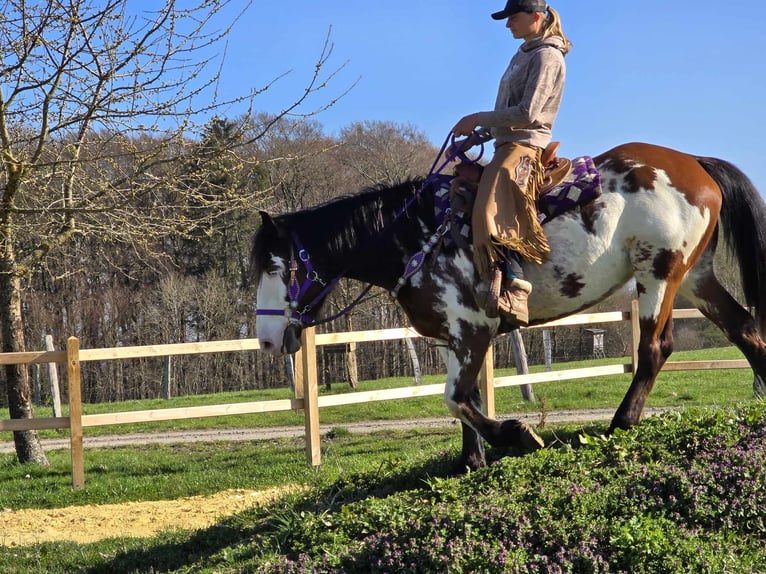 Paint Horse Stute 6 Jahre 151 cm Schecke in Linkenbach