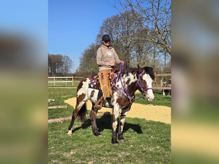 Paint Horse Stute 6 Jahre 151 cm Schecke in Linkenbach