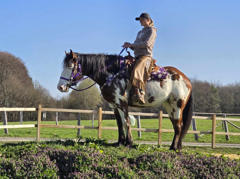 Paint Horse Stute 6 Jahre 151 cm Schecke in Linkenbach