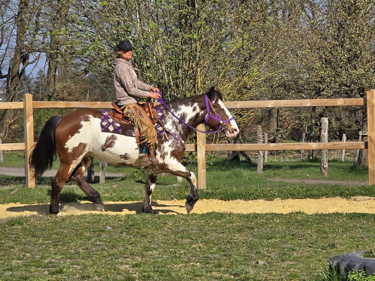 Paint Horse Stute 6 Jahre 151 cm Schecke in Linkenbach
