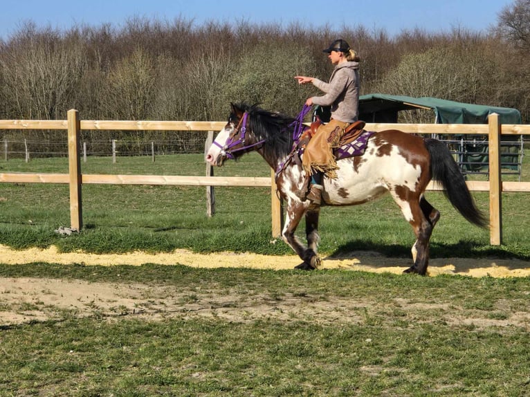 Paint Horse Stute 6 Jahre 151 cm Schecke in Linkenbach