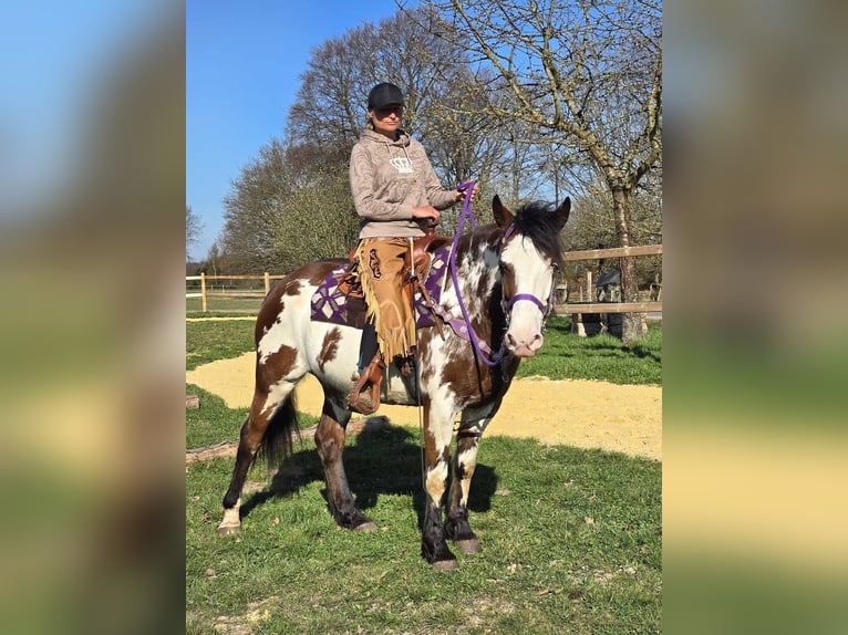 Paint Horse Stute 6 Jahre 151 cm Schecke in Linkenbach