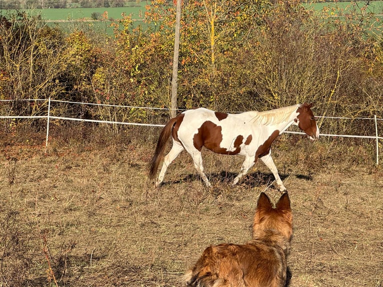 Paint Horse Stute 6 Jahre 152 cm Dunkelfuchs in Rottleben