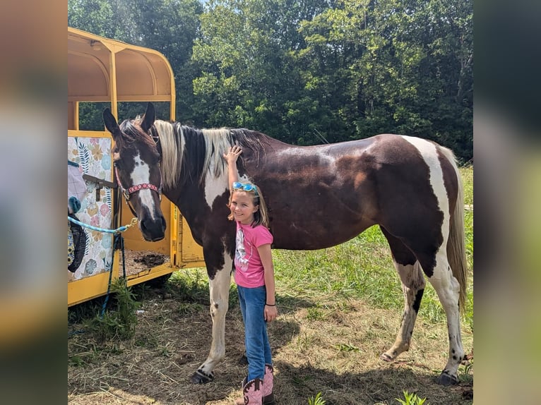 Paint Horse Stute 6 Jahre 152 cm Dunkelfuchs in Greenwood