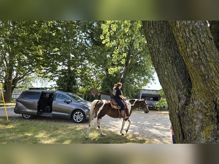 Paint Horse Stute 6 Jahre 152 cm Dunkelfuchs in Greenwood