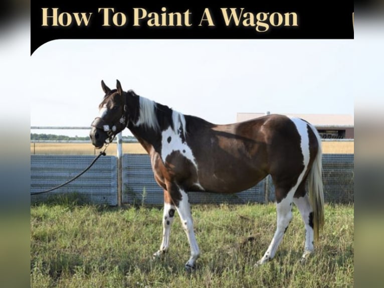 Paint Horse Stute 6 Jahre 152 cm Dunkelfuchs in Greenwood