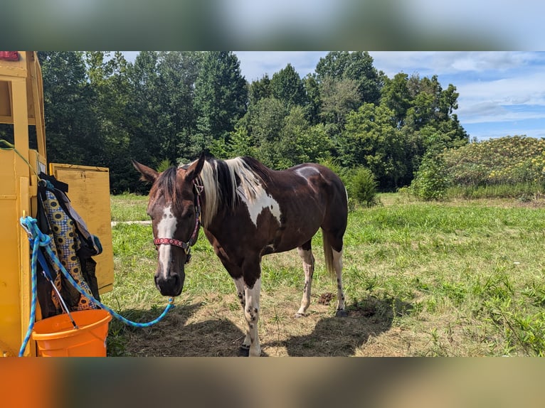 Paint Horse Stute 6 Jahre 152 cm Dunkelfuchs in Greenwood
