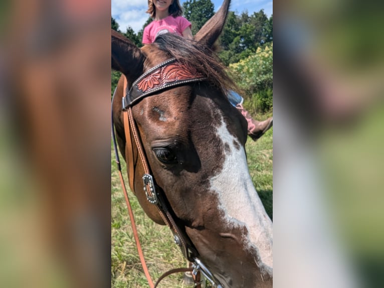 Paint Horse Stute 6 Jahre 152 cm Dunkelfuchs in Greenwood