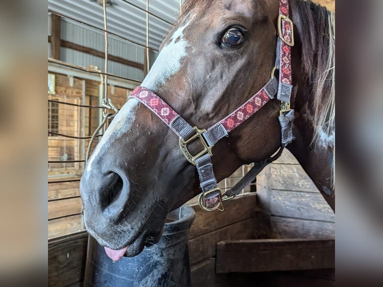 Paint Horse Stute 6 Jahre 152 cm Dunkelfuchs in Greenwood