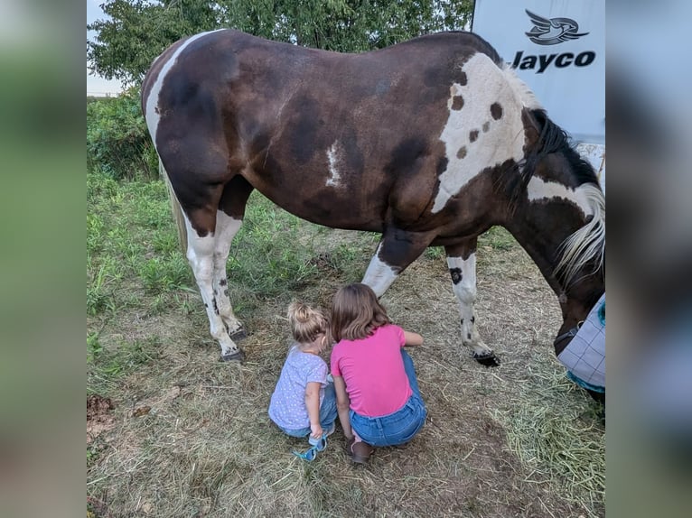 Paint Horse Stute 6 Jahre 152 cm Dunkelfuchs in Greenwood