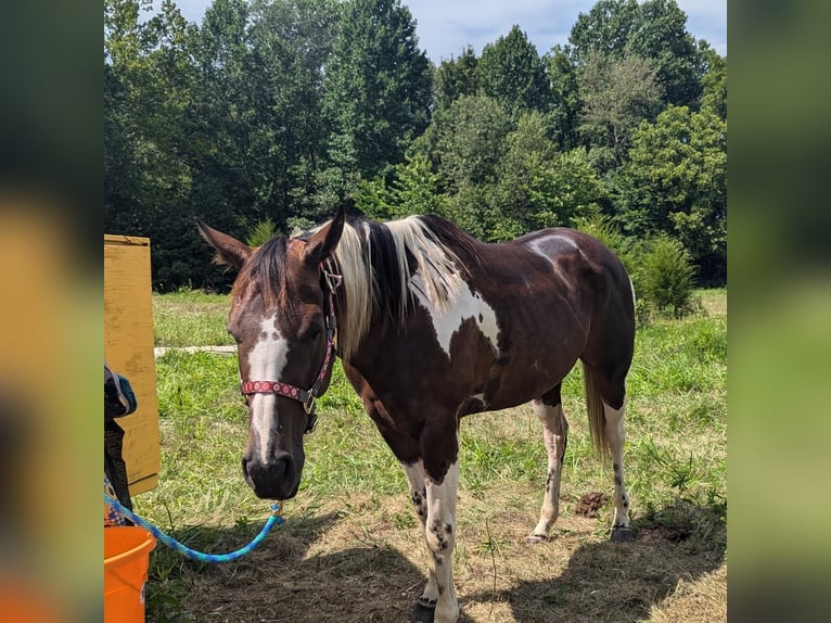 Paint Horse Stute 6 Jahre 152 cm Dunkelfuchs in Greenwood
