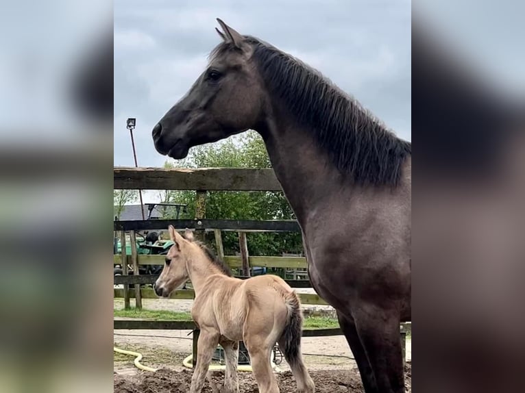 Paint Horse Stute 6 Jahre 152 cm Grullo in Barneveld