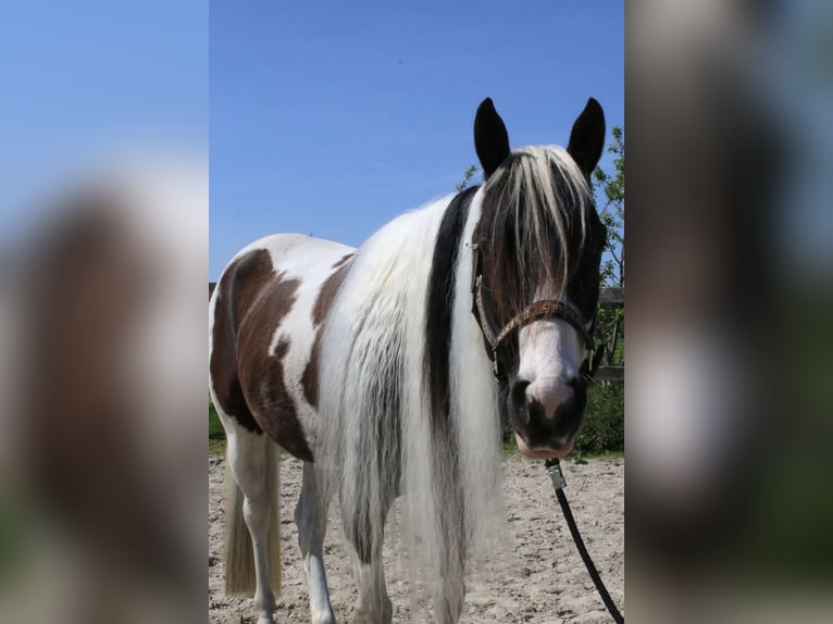 Paint Horse Stute 6 Jahre 154 cm Tobiano-alle-Farben in Scherpenzeel