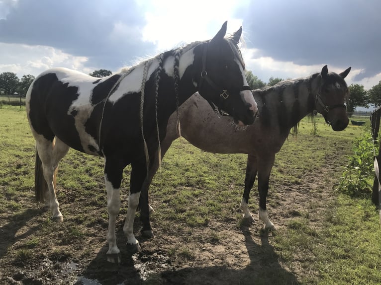 Paint Horse Stute 6 Jahre 154 cm Tobiano-alle-Farben in Scherpenzeel