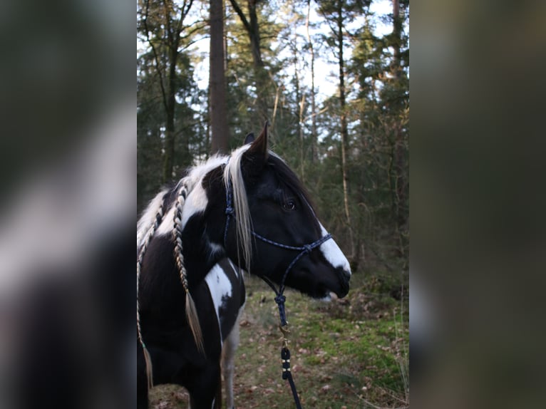 Paint Horse Stute 6 Jahre 154 cm Tobiano-alle-Farben in Scherpenzeel