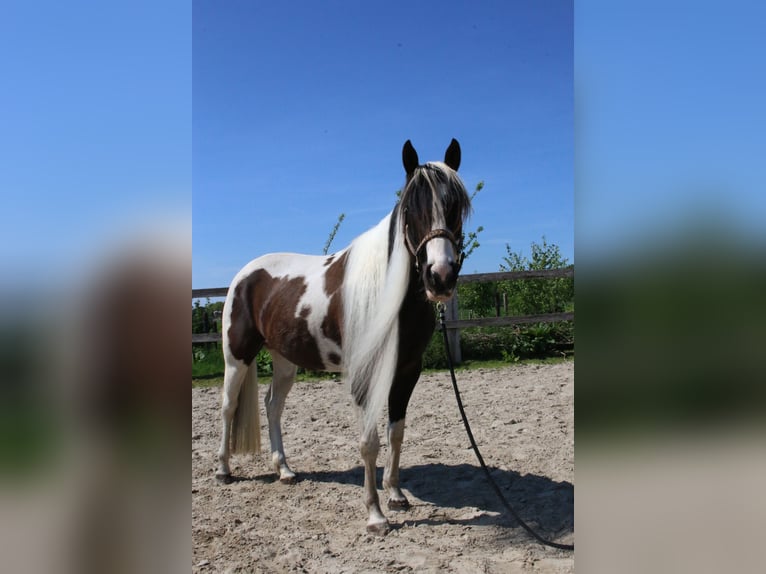 Paint Horse Stute 6 Jahre 154 cm Tobiano-alle-Farben in Scherpenzeel