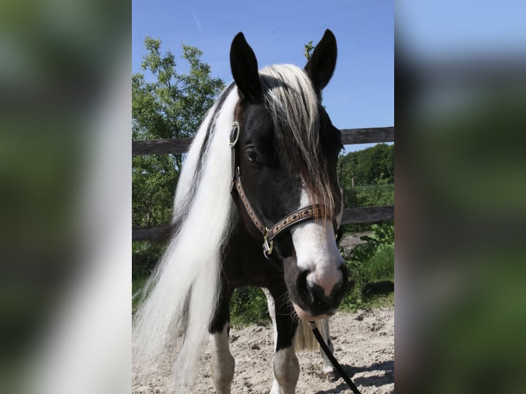 Paint Horse Stute 6 Jahre 154 cm Tobiano-alle-Farben in Scherpenzeel