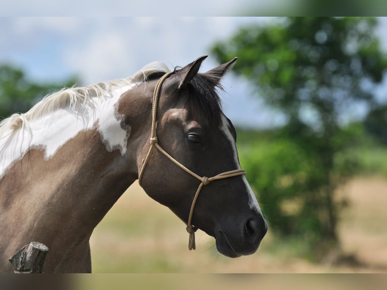 Paint Horse Stute 6 Jahre 155 cm Grullo in Znojmo