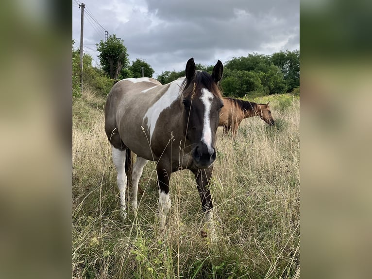 Paint Horse Stute 6 Jahre 155 cm Grullo in Znojmo