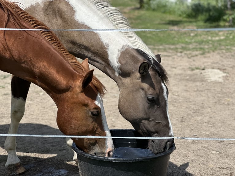 Paint Horse Stute 6 Jahre 155 cm Grullo in Znojmo