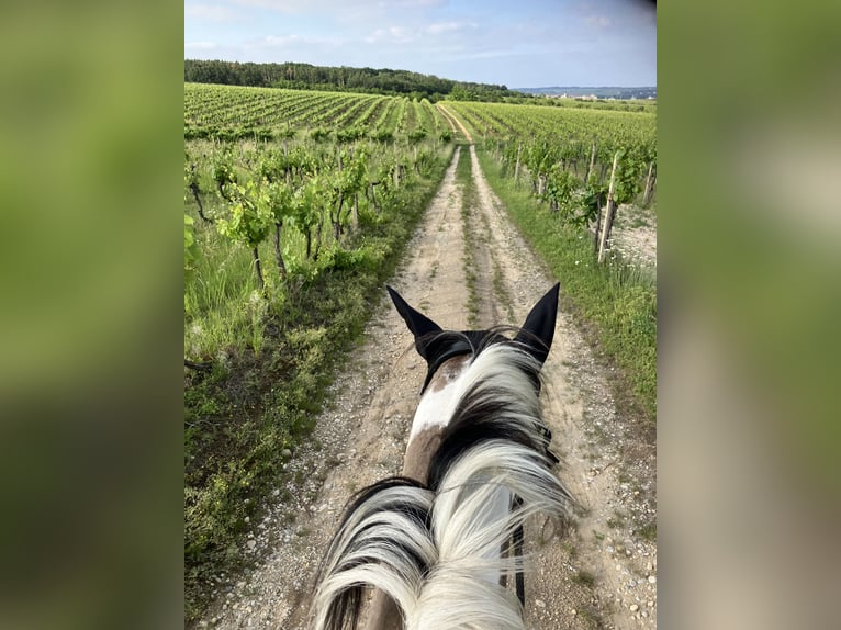 Paint Horse Stute 6 Jahre 155 cm Grullo in Znojmo