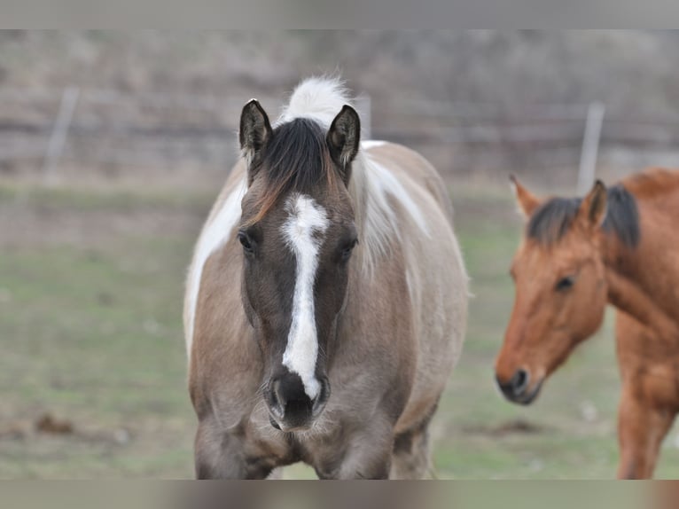 Paint Horse Stute 6 Jahre 155 cm Grullo in Znojmo