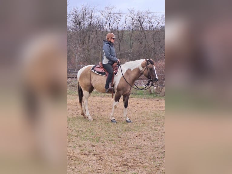 Paint Horse Stute 6 Jahre 155 cm Grullo in Znojmo