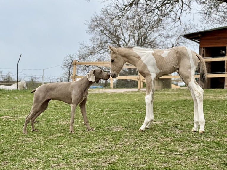 Paint Horse Stute 6 Jahre 155 cm Grullo in Znojmo