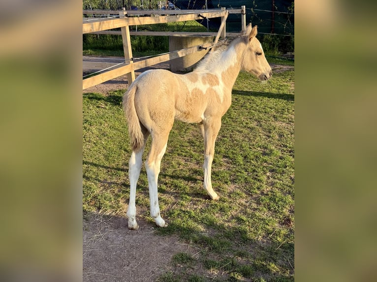 Paint Horse Stute 6 Jahre 155 cm Grullo in Znojmo